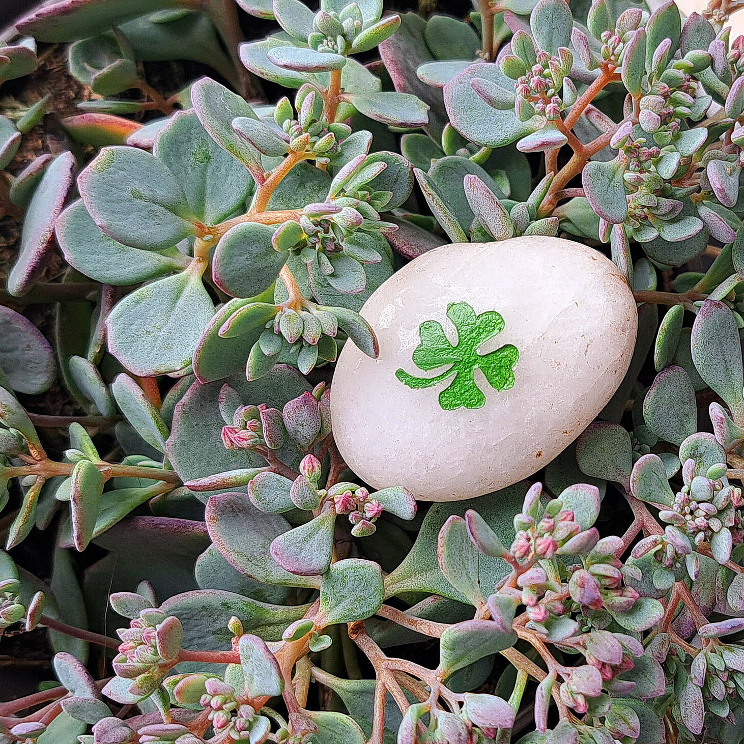 Zwischen Pflanzen liegt ein nasser weißer Stein mit einem vierblättrigen Kleeblatt; symbolisches Motiv.