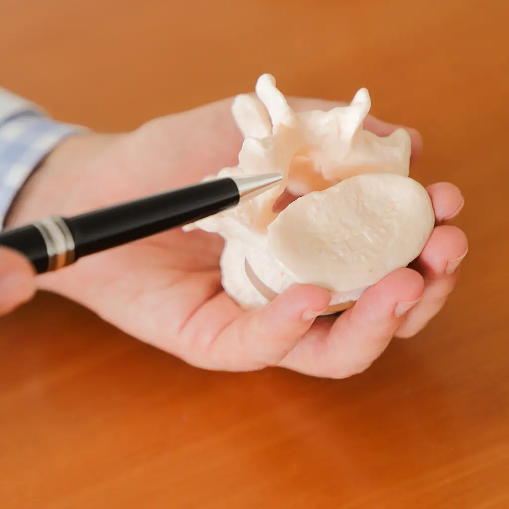 Hand hält ein Wirbelsäulenmodell, ein Stift zeigt auf einen Wirbel zur medizinischen Erklärung.