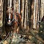 Holzrücken als Hobby