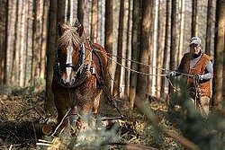 Holzrücken als Hobby