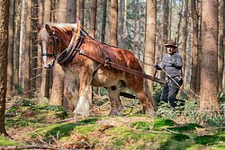 Hobby-Fuhrmann Roland Jansing